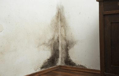 How to Get Rid of Mould on Walls in Your Home or Business